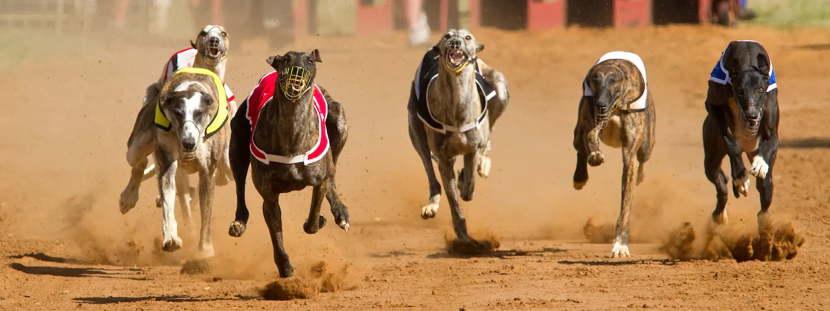 Racing greyhounds. Grayhound betting concept.